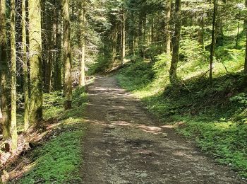 Trail Mountain bike Granges-Narboz - Circuit vtt 93-80 Granges Narboz/Pontarlier  - Photo