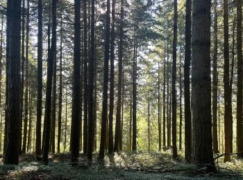 Trail Walking Saint-Jean-Saint-Maurice-sur-Loire - St-Jean-St-Maurice : zone forestière - Photo