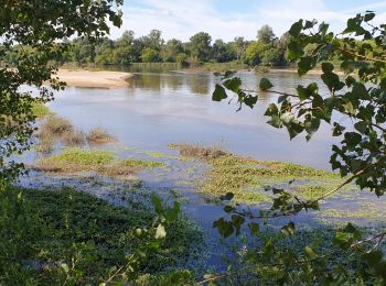 Tour Wandern Bonny-sur-Loire - Bonny sur Loire - Photo