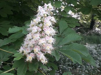 Randonnée Marche Petit-Couronne - Petit-Couronne - Ville et forêt - Vb -Inversé - Photo