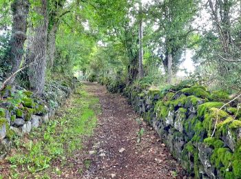 Excursión Senderismo Pontgibaud - Pontgibaud_Cheire - Photo