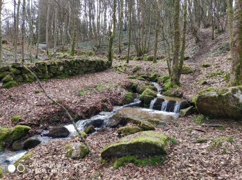 Trail Nordic walking Saint-Léger-le-Guérétois - 3 coches 8.8k - Photo