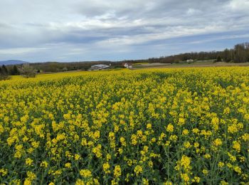 Randonnée Marche Burnhaupt-le-Bas - Burnhaupt Bas  - Photo