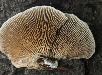 Tocht Te voet Onbekend - Naturrundweg - Photo