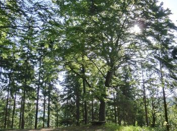 Excursión A pie Bad Berneck im Fichtelgebirge - Rundwanderweg Escherlich - Photo