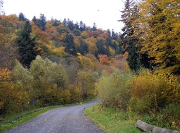 Excursión A pie Daliowa - W przełomie Jasiołki - Photo