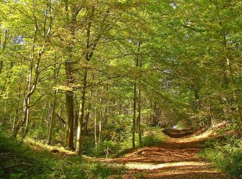 Excursión Bici de montaña Saint-Michel - Rando VTT des Verts de Terre 2018 - 70KM : 1200m - Photo