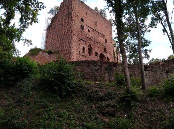 Tocht Mountainbike Obernai - Obernai - Châteaux d'Ottrott et retour - Photo