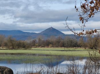 Randonnée Marche Sélestat - Sélestat : balade dans le Ried - Photo