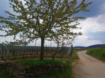 Excursión Senderismo Obermorschwihr - Sur les sentiers d'Obermorschwihr - Photo