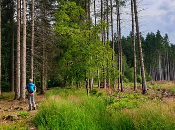 Trail Walking Chimay - Le Sentier Vert - Chimay - Photo