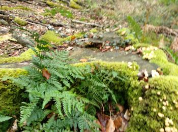 Randonnée Marche Le Bouillon - Forêt d'Écouves 121019 - Photo