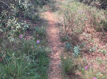 Excursión Marcha nórdica Montarnaud - Montée Boissière  - Photo