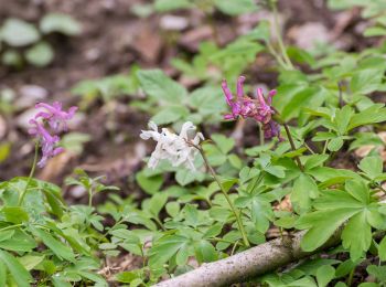 Tocht Te voet Bad Lippspringe - Buchen-Wildnis-Pfad (Naturerbe Wanderwelt Altenbeken) - Photo