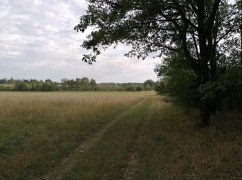 Tour Wandern Le Controis-en-Sologne - Feings 28.07.2022 - Photo