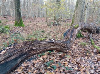 Percorso Marcia Seraing - la vecquée par les chemins de traverse - Photo