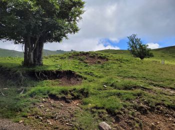 Excursión Senderismo Saint-Jacques-des-Blats - devezou par Buron  - Photo