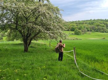 Randonnée Marche Climbach - Climbronn et le fossé antichar - Photo