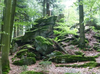 Randonnée A pied Deggendorf - Deggendorfer Zielwanderweg Nr. 4 - Photo