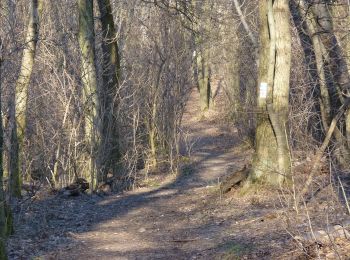 Excursión A pie Desconocido - K+ (Remete-hegyi-tisztás - Pesthidegkút - Erdőalja út, aut. vá.) - Photo