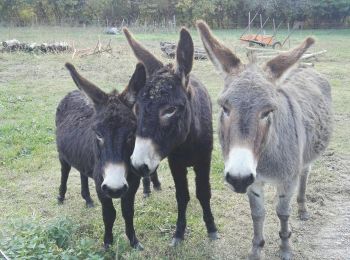 Tocht Stappen Verdun - Verdun, Albies, Vebre - Photo