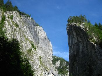 Trail On foot Gheorgheni - Cheile Bicazului - Șaua Cupaș - Photo