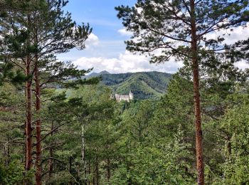 Percorso A piedi Gemeinde Prigglitz - Rundweg Silbersberg - Photo