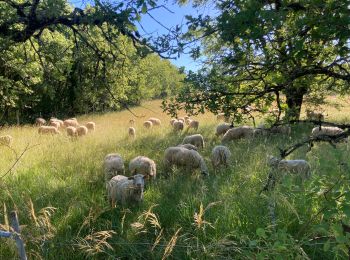 Randonnée Marche Saint-Géry-Vers - Nouaillac les bois noirs  - Photo