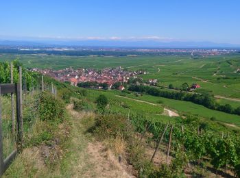 Tour Wandern Ammerschweier - Ammerschwihr /Kaysersberg par les collines  - Photo