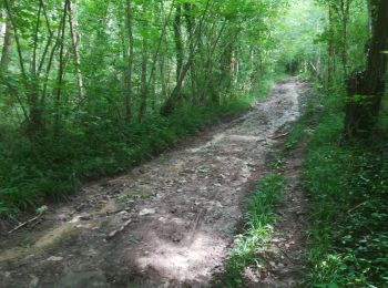 Trail Walking Saint-Sauveur-sur-École - Saint-Sauveur - Photo