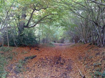 Trail On foot  - Risborough Purple Route - Photo