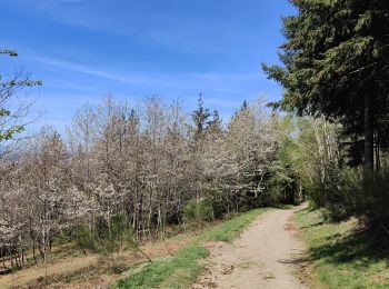 Excursión Senderismo Saint-Étienne - Château de Rochetaillé  - Photo