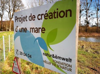Tour Zu Fuß Betzdorf - Fleche Bleu Mensdorf - Photo