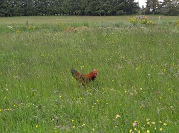 Tour Wandern Saint-Agrève - Le serre par le col de brun - Photo