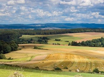 Tocht Te voet Homberg (Ohm) - GeoTour Felsenmeer - Photo