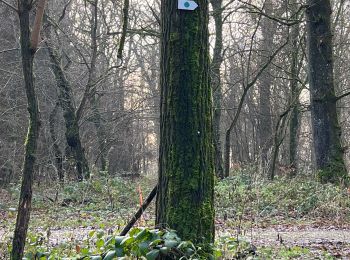 Tocht Noords wandelen Pulnoy - Foulée des Rois Pulnoy 2024 - Photo