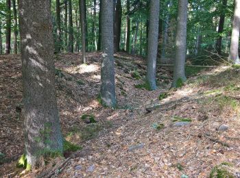 Randonnée A pied Miltenberg - Rundwanderweg Rüdenau 1 : Rüdenauer Bergwanderweg - Photo