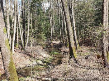 Tocht Te voet Buchholz in der Nordheide - Ho-Se Blauer Rundwanderweg - Photo