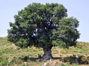 Tour Zu Fuß Pioggiola - Mausoleo - Photo