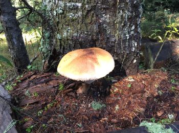 Randonnée Marche La Bollène-Vésubie - Champignons  - Photo