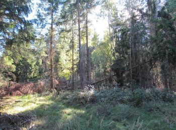 Tour Zu Fuß Söhrewald - Söhrewald-Wellerode, Rundweg 19 - Photo