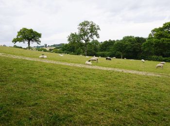 Trail On foot Tewkesbury - Warden's Way - Photo