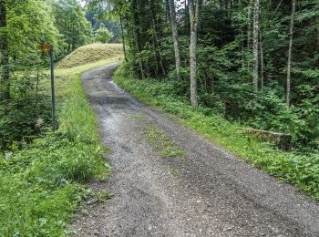 Tocht Te voet Fischingen - Ottenegg - Holenstein - Photo