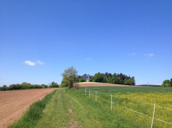 Tocht Te voet Naumburg - Naumburg - N9 - Photo