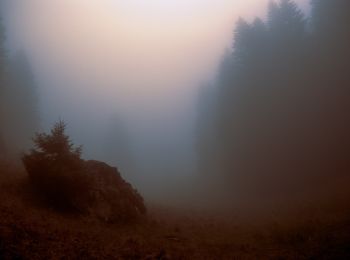 Randonnée A pied  - Cheia - V. Gropșoarele - Cabana M. Roșu - Photo