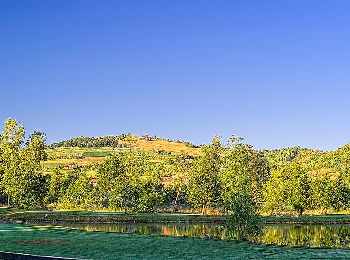 Tocht Te voet Monleale - Volpedo - Serra del Monte - Photo