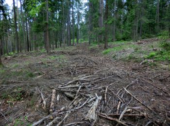 Excursión A pie Ahorntal - Muthmannsreuth Rundwanderweg Nr. 5 - Photo