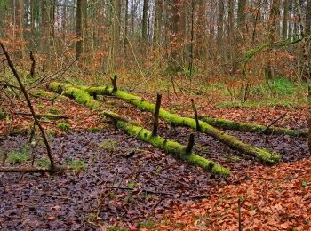 Trail On foot Horgen - Waldmatt - Langnau Gattikon - Photo