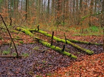 Tocht Te voet Horgen - Waldmatt - Langnau Gattikon - Photo