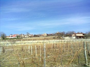 Trail On foot Triest - IT-10 - Photo